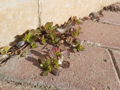 Portulaca oleracea