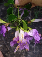 Bignonia corymbosa