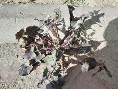 Sonchus oleraceus