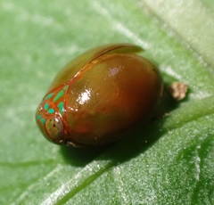 Hemisphaerius