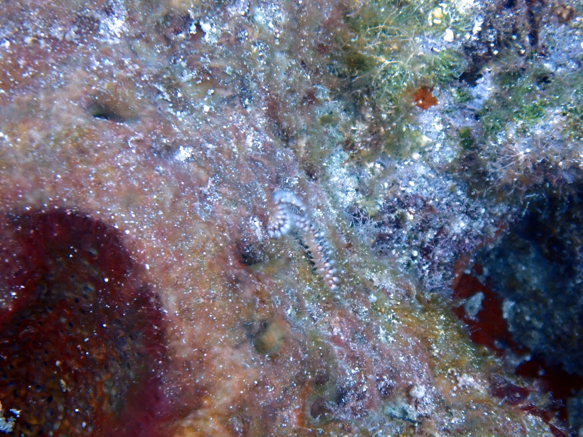Hermodice carunculata (Pallas, 1766)