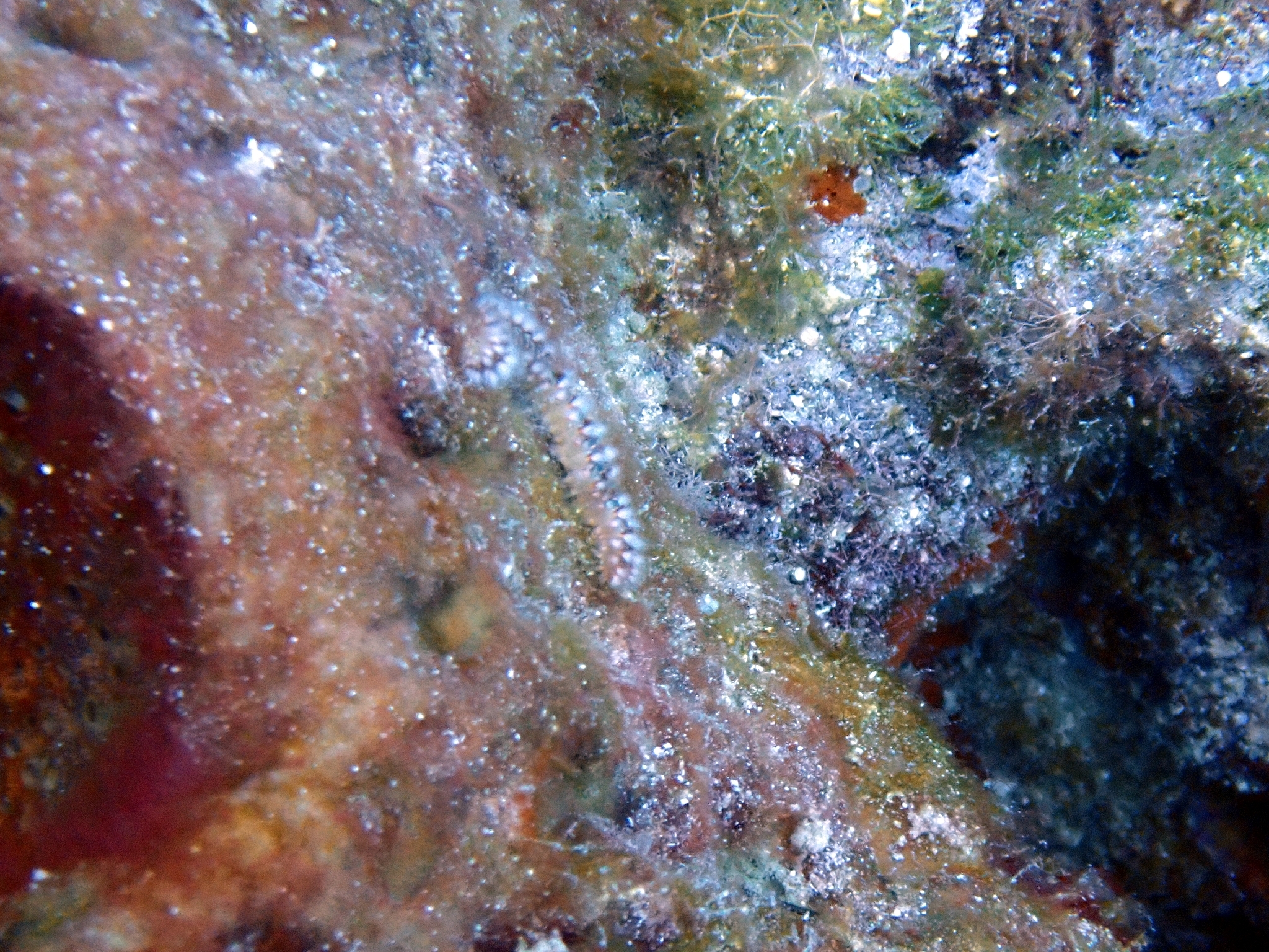 Hermodice carunculata (Pallas, 1766)