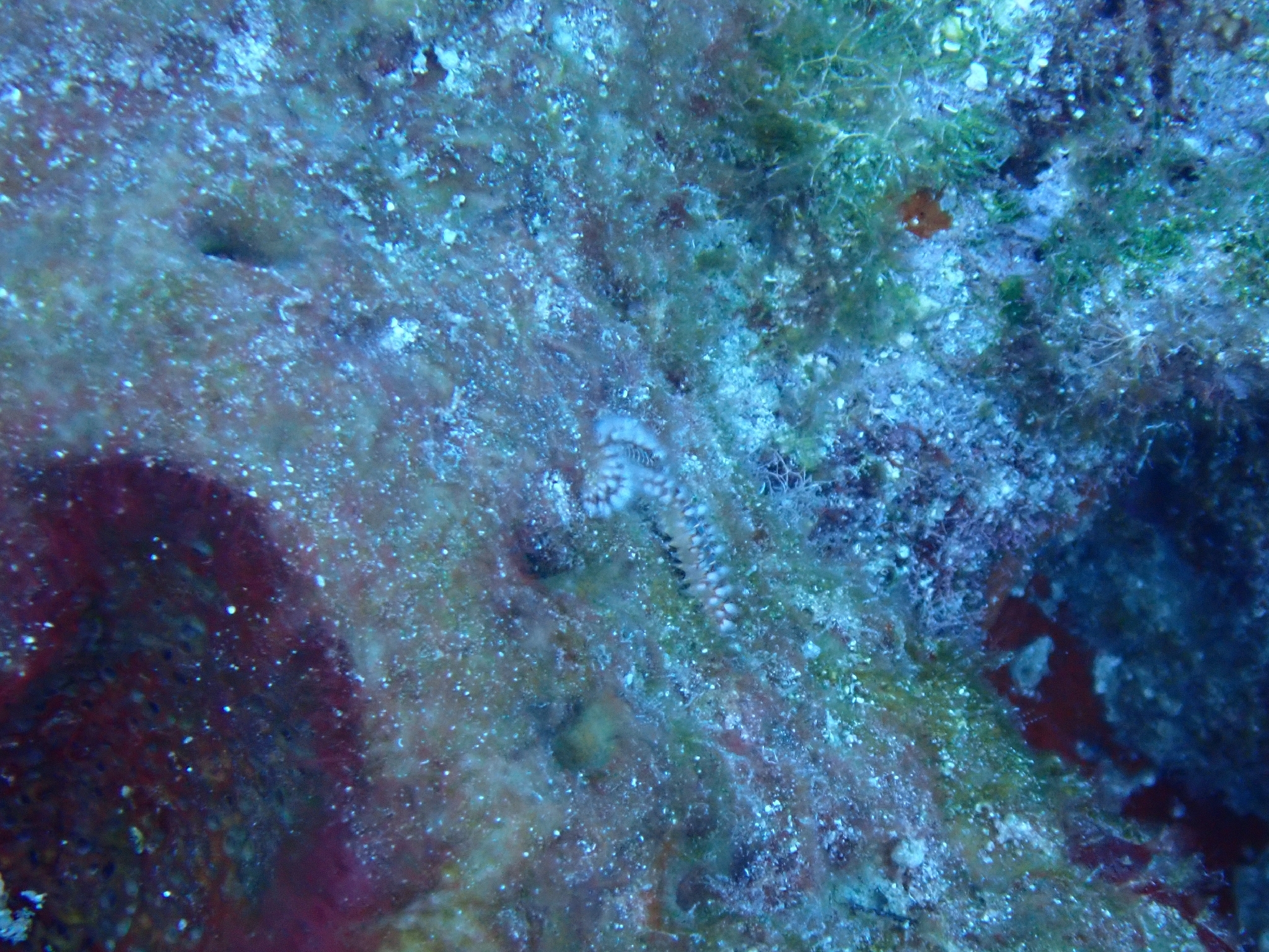 Hermodice carunculata (Pallas, 1766)
