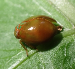 Hemisphaerius
