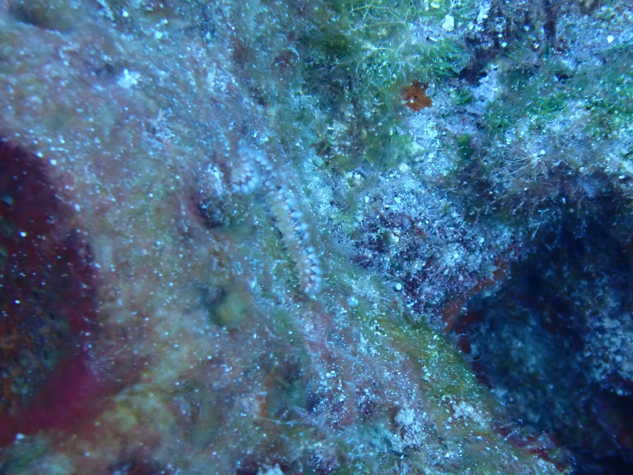 Hermodice carunculata (Pallas, 1766)