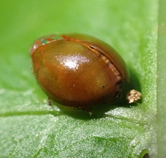 Hemisphaerius