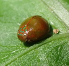 Hemisphaerius