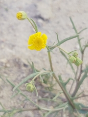 Senecio glaucus