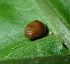 Hemisphaerius