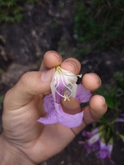 Bignonia corymbosa