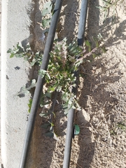 Sonchus oleraceus