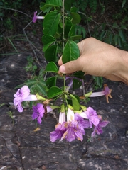 Bignonia corymbosa