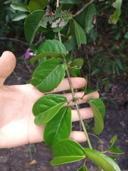 Bignonia corymbosa