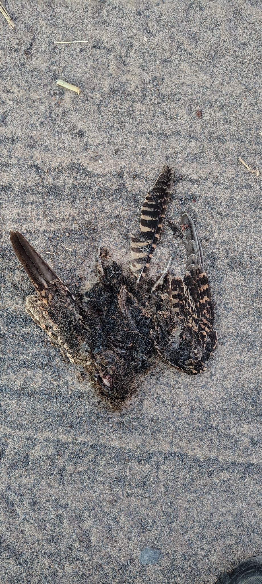 Scissor-tailed Nightjar (Hydropsalis torquata), photo 5