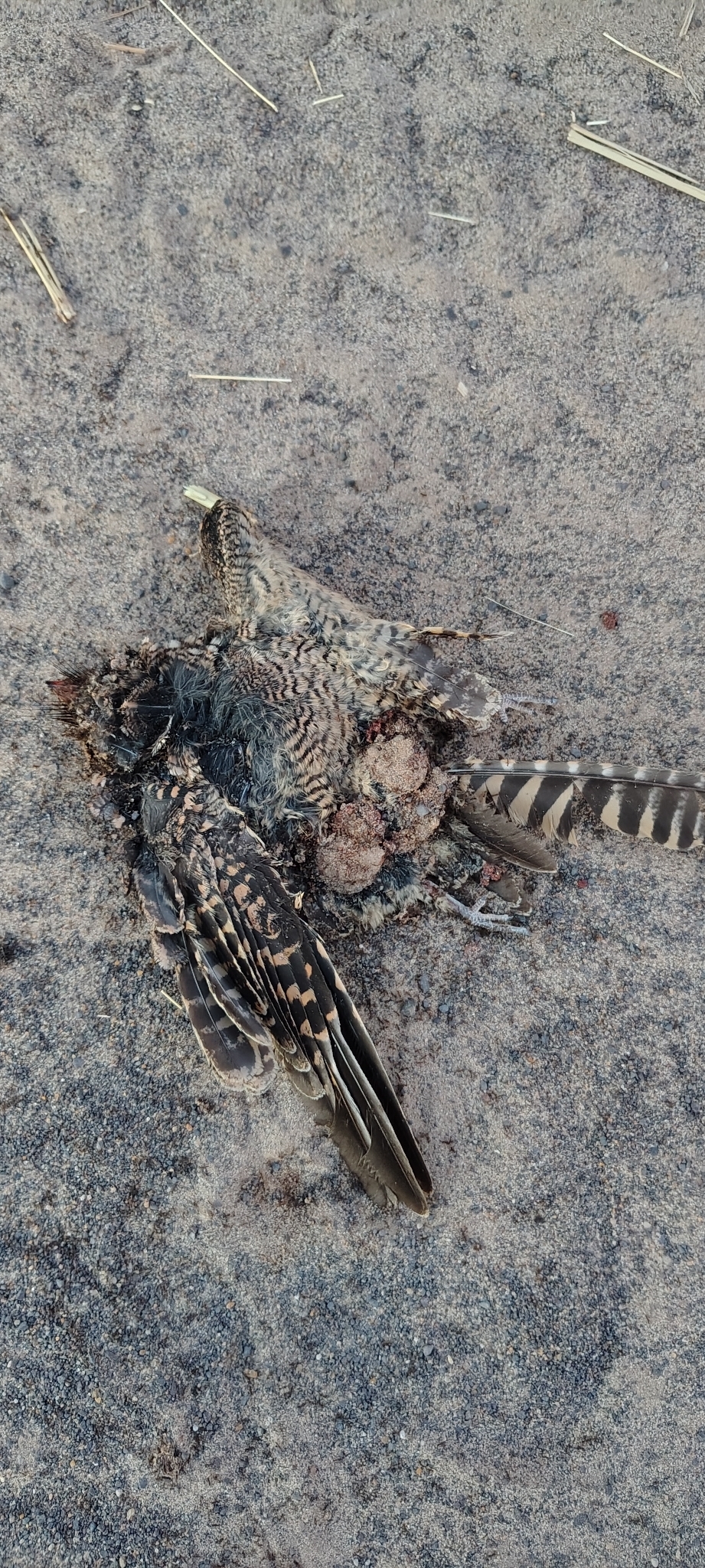 Scissor-tailed Nightjar (Hydropsalis torquata), photo 6