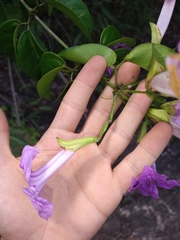 Bignonia corymbosa