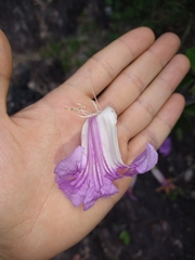 Bignonia corymbosa