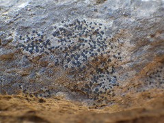 Toninia aromatica