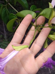 Bignonia corymbosa