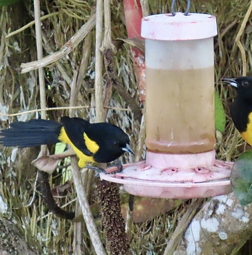 Black-cowled Oriole (Icterus prosthemelas), photo 4