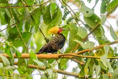 Celeus flavescens flavescens