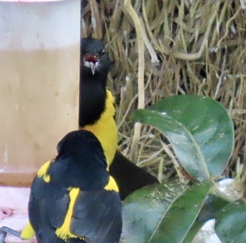 Black-cowled Oriole (Icterus prosthemelas), photo 3