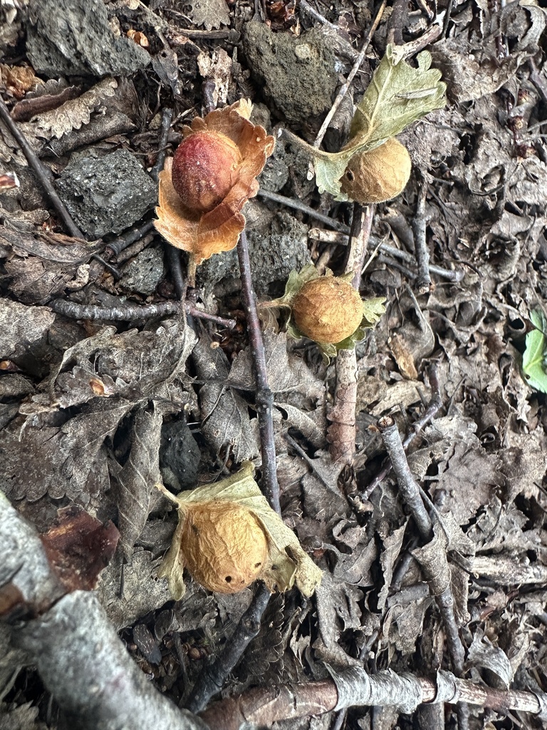 Aditrochus fagicolus