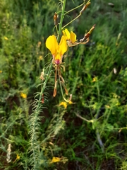 Cleome angustifolia
