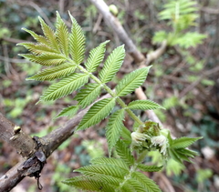 Sorbaria