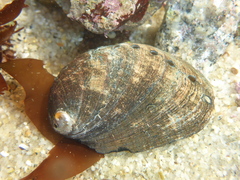 Haliotis cracherodii