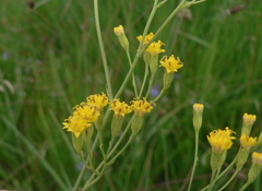 Delairea odorata