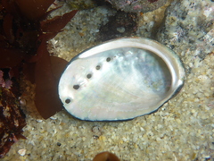 Haliotis cracherodii