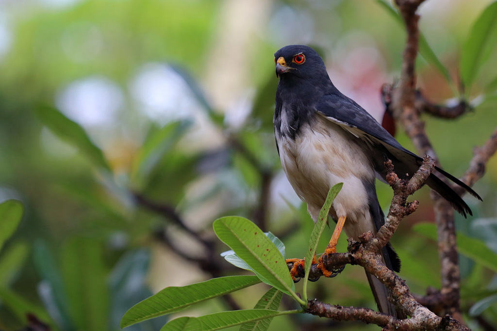 New Caledonian Goshawk (Tachyspiza haplochroa) photo