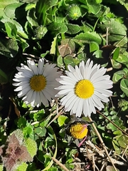 Bellis perennis