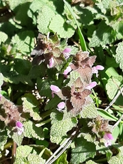 Lamium purpureum