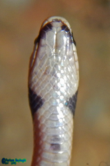 Rhynchocalamus