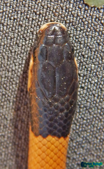 Rhynchocalamus