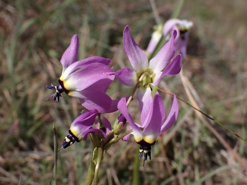 iNaturalist observation photo of Primula clevelandii patula