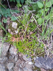 Selaginella denticulata