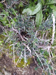 Lithodora hispidula versicolor