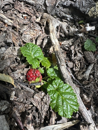 Rubus geoides, photograph 6