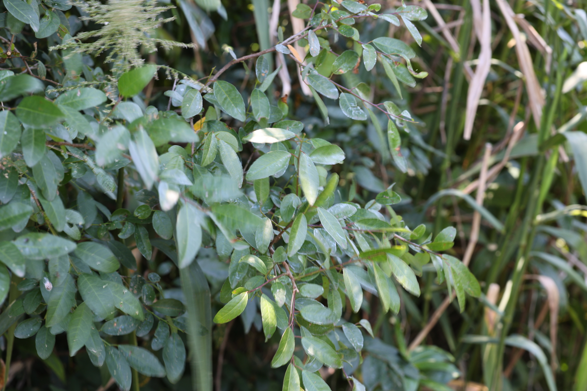 Sebastiania commersoniana