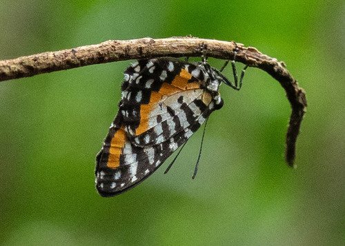 Telipna albofasciata