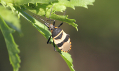 Largus fasciatus