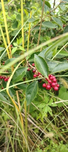 Xylosma venosa (Xylosma venosa)