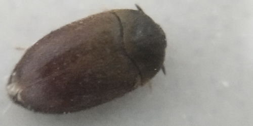 Black Carpet Beetle