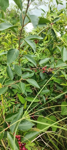 Xylosma venosa, photograph 6