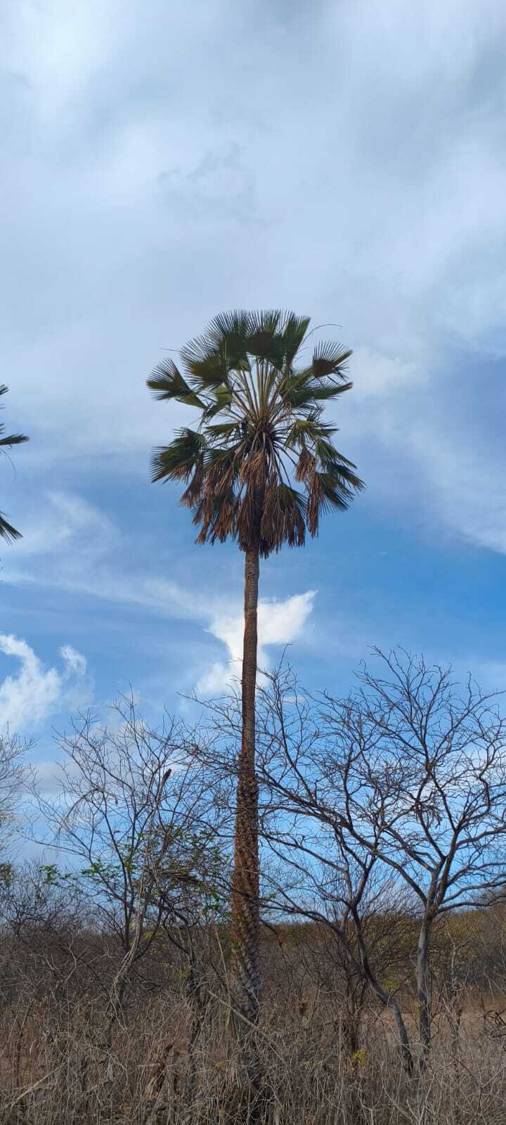 Imagem de carnaúba