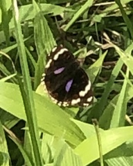 Junonia oenone oenone