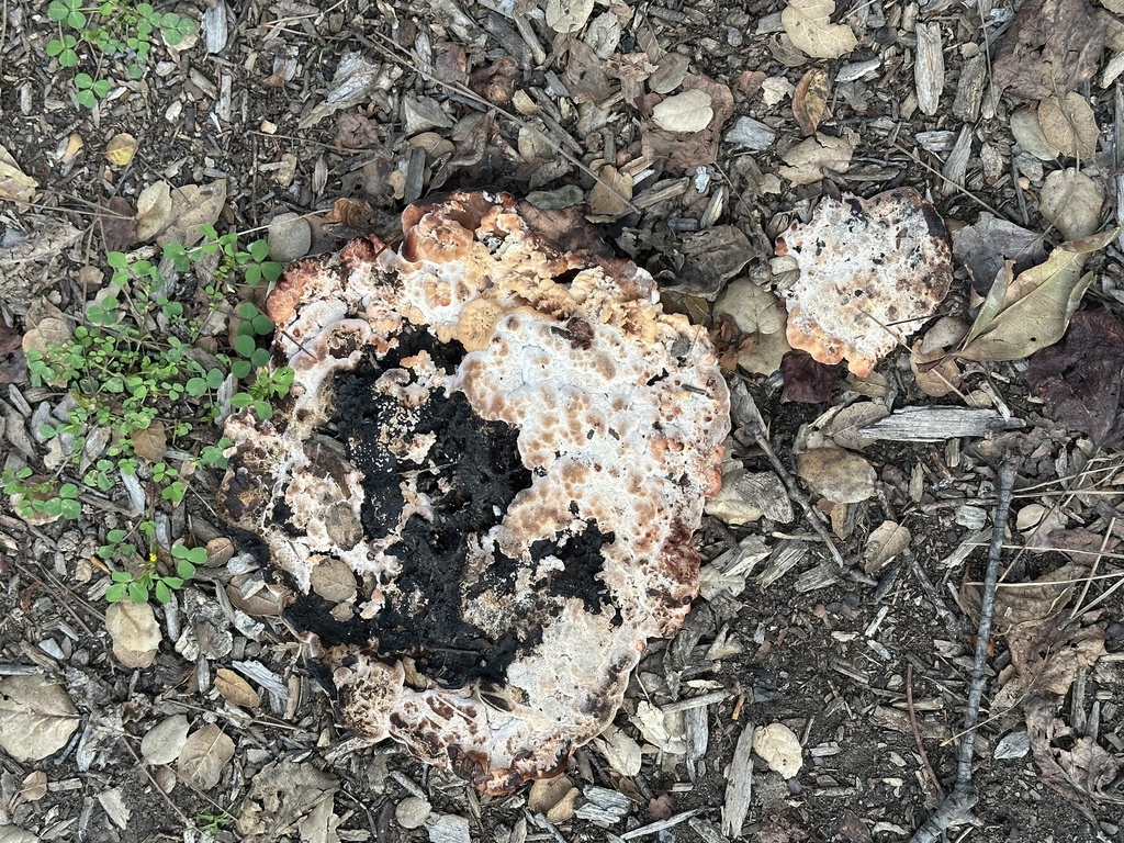 Abortiporus biennis · February 2026 · photo: © irinamitine (iNaturalist, cc-by)